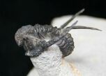Cyphaspis (Otarion) Trilobite - Free Standing Spines #15570-3